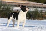 BOULEDOGUE FRANCAIS 984